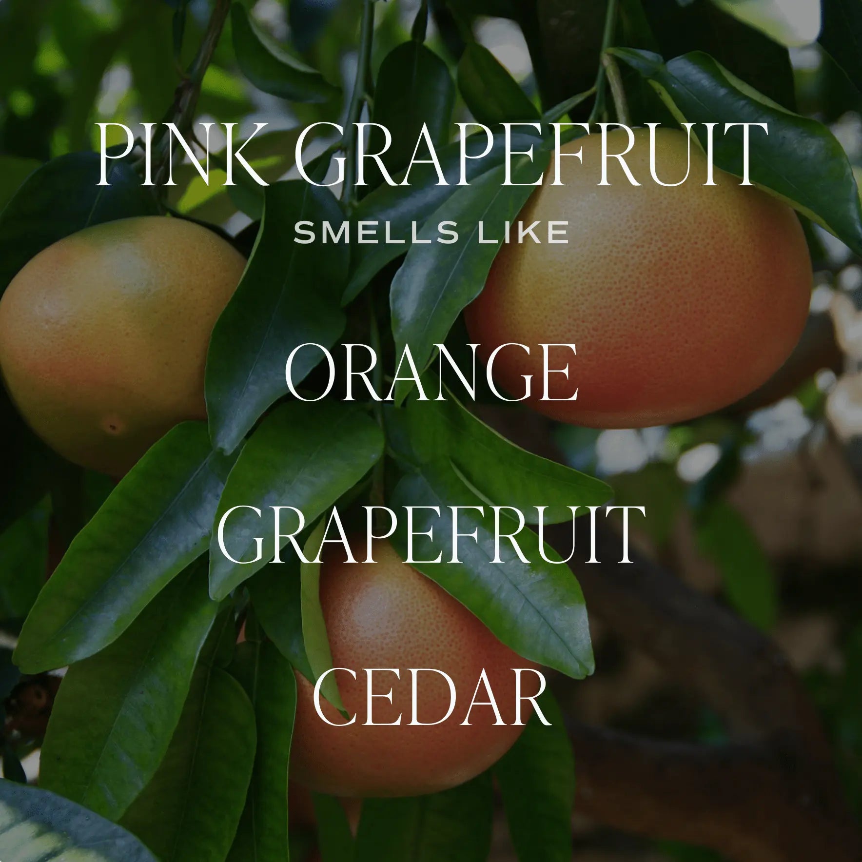 Pink Grapefruit Clear Reed Diffuser - cleansefaceandbodybar